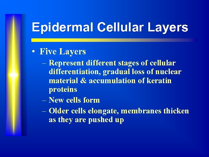 Epidermal Cellular Layers • Five Layers – Represent different stages of cellular differentiation, gradual