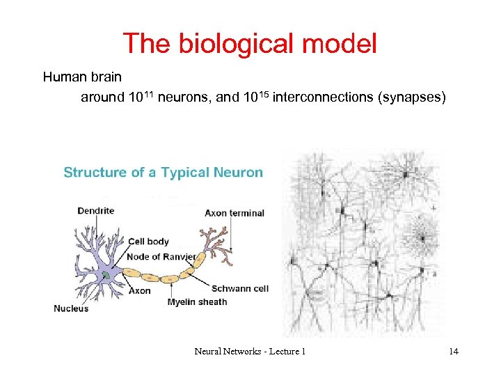 The biological model Human brain around 1011 neurons, and 1015 interconnections (synapses) Neural Networks