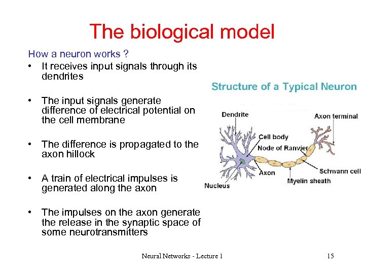 The biological model How a neuron works ? • It receives input signals through