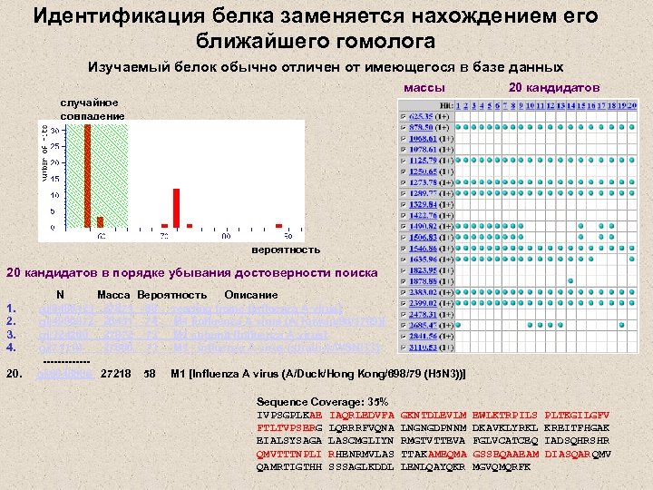 Идентификация белка заменяется нахождением его ближайшего гомолога Изучаемый белок обычно отличен от имеющегося в