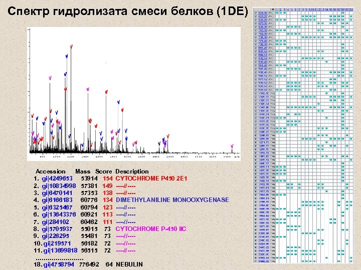 Cпектр гидролизата смеси белков (1 DE) Accession Mass Score 1. gi|4249653 53914 154 2.