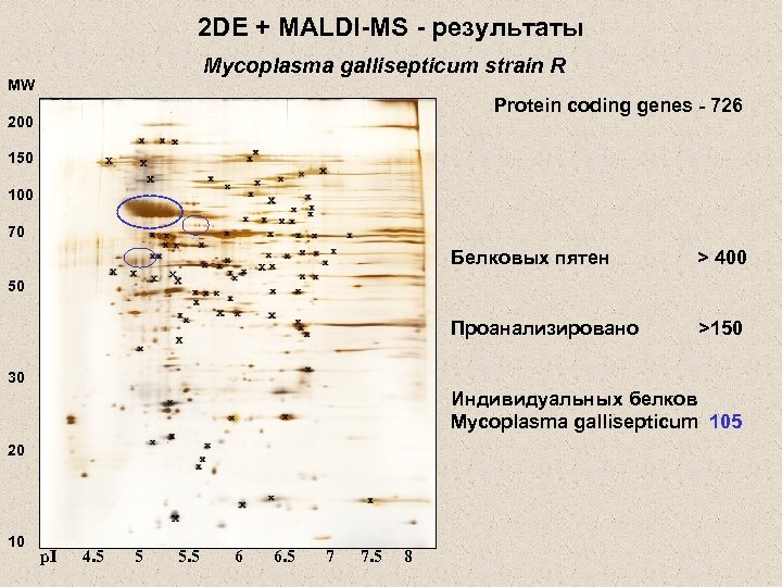 2 DE + MALDI-MS - результаты Mycoplasma gallisepticum strain R MW Protein coding genes