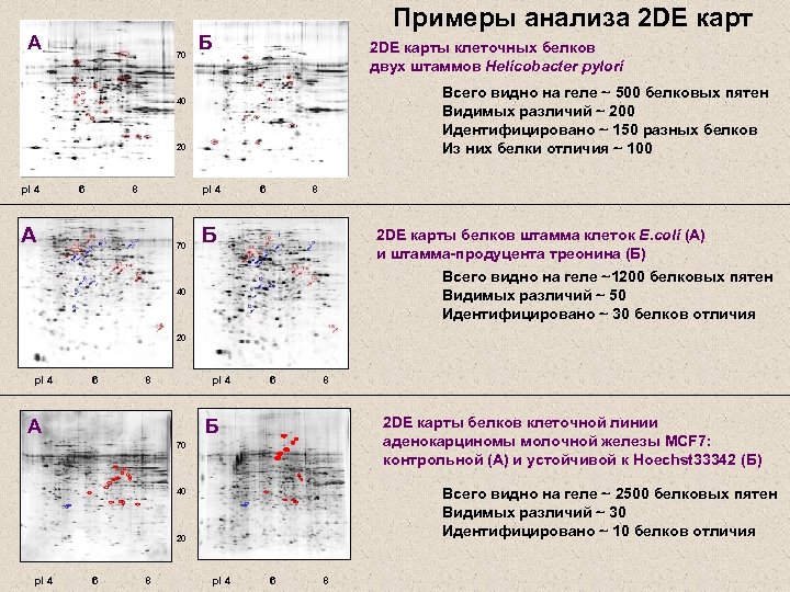 А 70 Примеры анализа 2 DE карт Б 2 DE карты клеточных белков двух