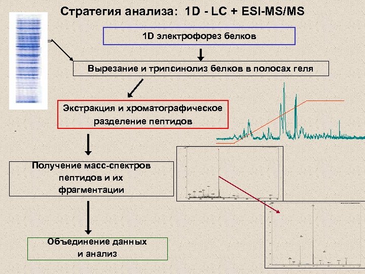 Стратегия анализа: 1 D - LC + ESI-MS/MS 1 D электрофорез белков Вырезание и