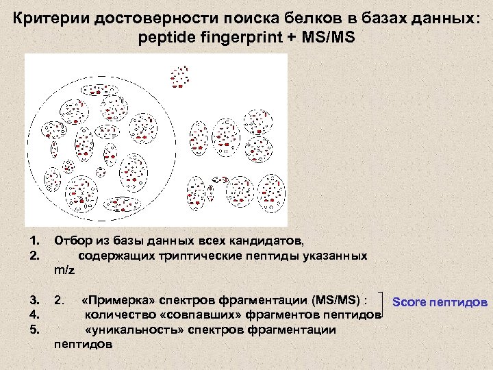 Критерии достоверности поиска белков в базах данных: peptide fingerprint + MS/MS база данных измеренные