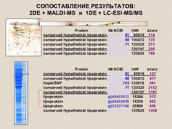 СОПОСТАВЛЕНИЕ РЕЗУЛЬТАТОВ: 2 DE + MALDI-MS и 1 DE + LC-ESI-MS/MS Protein № NCBI