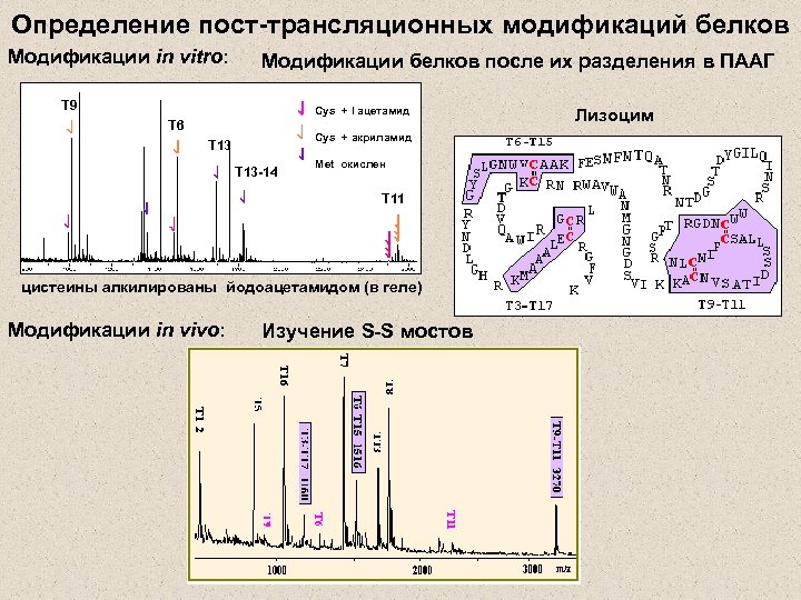 Определение пост-трансляционных модификаций белков Модификации in vitro: Модификации белков после их разделения в ПААГ