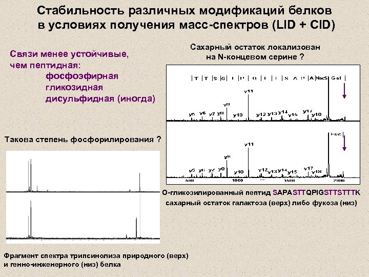 Стабильность различных модификаций белков в условиях получения масс-спектров (LID + CID) Сахарный остаток локализован