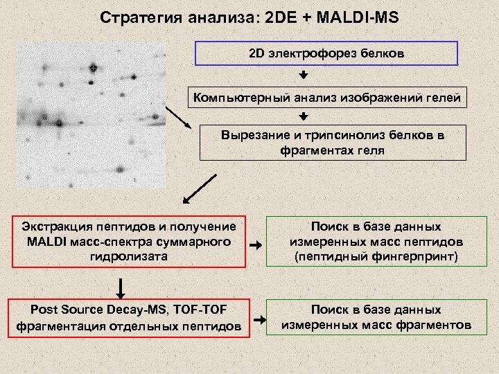 Стратегия анализа: 2 DE + MALDI-MS 2 D электрофорез белков Компьютерный анализ изображений гелей