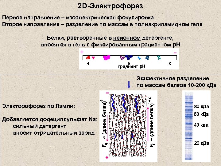 2 D-Электрофорез Первое направление – изоэлектрическая фокусировка Второе направление – разделение по массам в