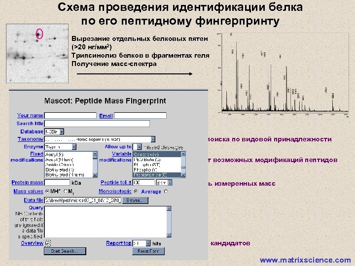 Схема проведения идентификации белка по его пептидному фингерпринту Вырезание отдельных белковых пятен (>20 нг/мм