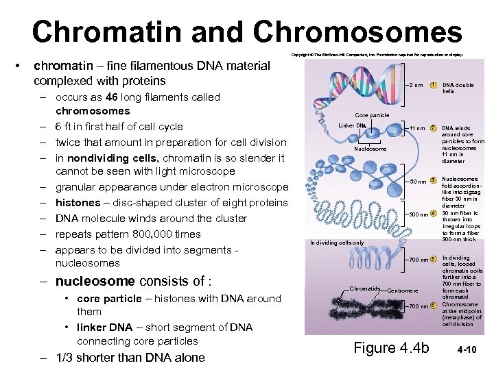 Chromatin and Chromosomes Copyright © The Mc. Graw-Hill Companies, Inc. Permission required for reproduction