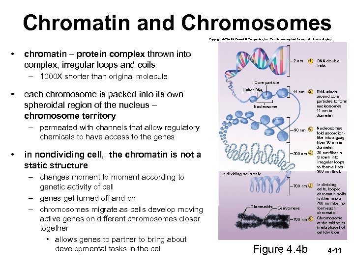 Chromatin and Chromosomes Copyright © The Mc. Graw-Hill Companies, Inc. Permission required for reproduction
