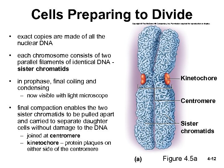 Cells Preparing to Divide Copyright © The Mc. Graw-Hill Companies, Inc. Permission required for