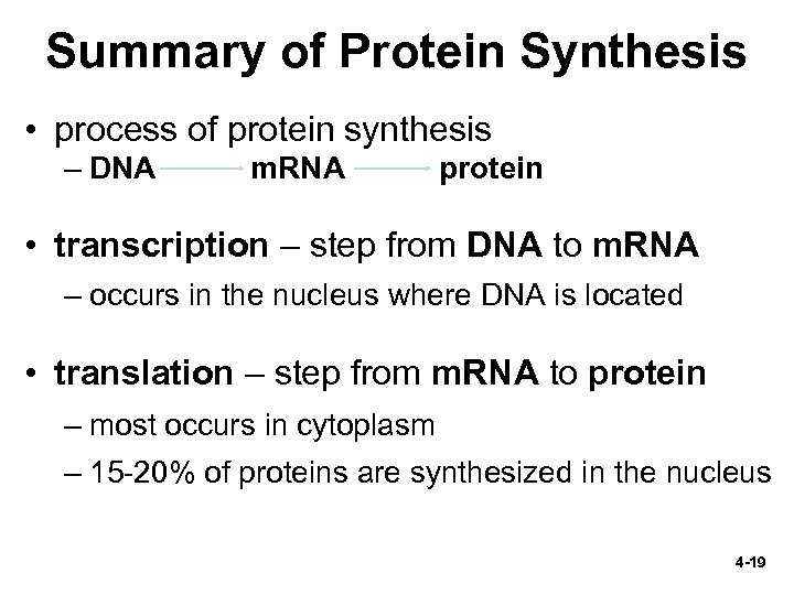 Summary of Protein Synthesis • process of protein synthesis – DNA m. RNA protein