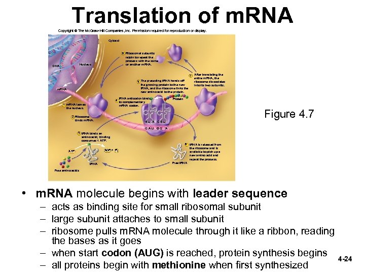 Translation of m. RNA Copyright © The Mc. Graw-Hill Companies, Inc. Permission required for