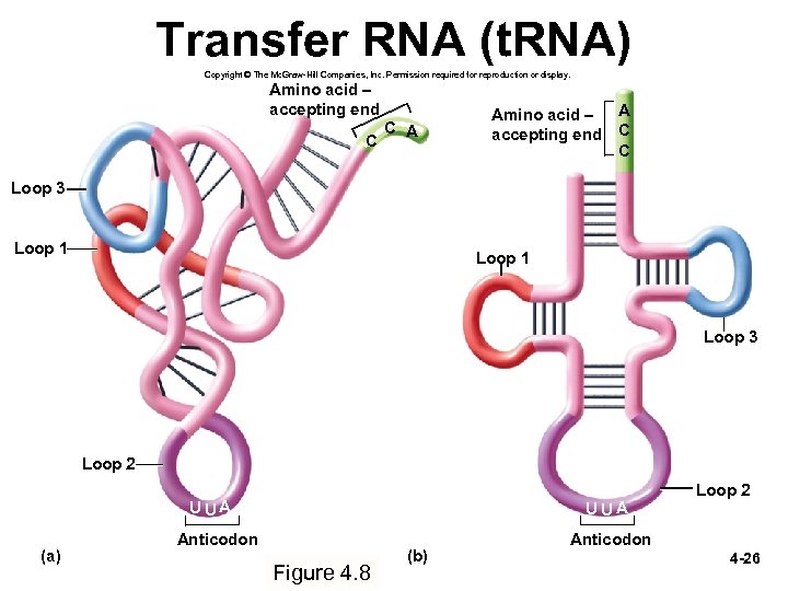 Transfer RNA (t. RNA) Copyright © The Mc. Graw-Hill Companies, Inc. Permission required for