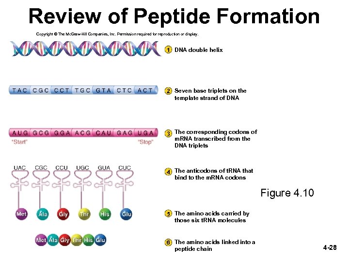 Review of Peptide Formation Copyright © The Mc. Graw-Hill Companies, Inc. Permission required for