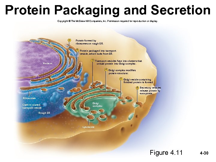 Protein Packaging and Secretion Copyright © The Mc. Graw-Hill Companies, Inc. Permission required for