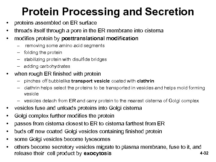 Protein Processing and Secretion • • • proteins assembled on ER surface threads itself