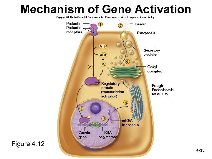 Mechanism of Gene Activation Copyright © The Mc. Graw-Hill Companies, Inc. Permission required for