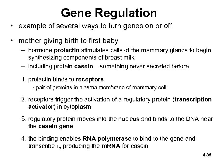 Gene Regulation • example of several ways to turn genes on or off •