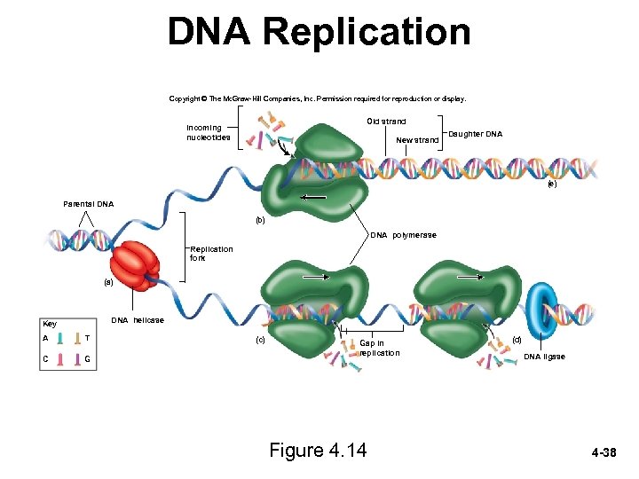 DNA Replication Copyright © The Mc. Graw-Hill Companies, Inc. Permission required for reproduction or