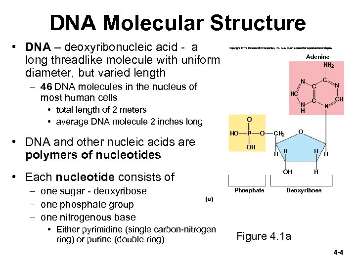 DNA Molecular Structure • DNA – deoxyribonucleic acid - a long threadlike molecule with