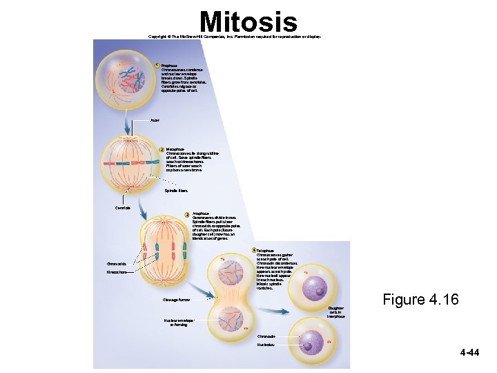 Mitosis Copyright © The Mc. Graw-Hill Companies, Inc. Permission required for reproduction or display.