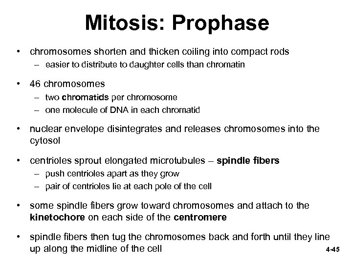 Mitosis: Prophase • chromosomes shorten and thicken coiling into compact rods – easier to