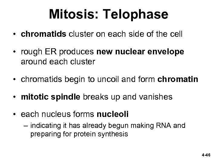 Mitosis: Telophase • chromatids cluster on each side of the cell • rough ER