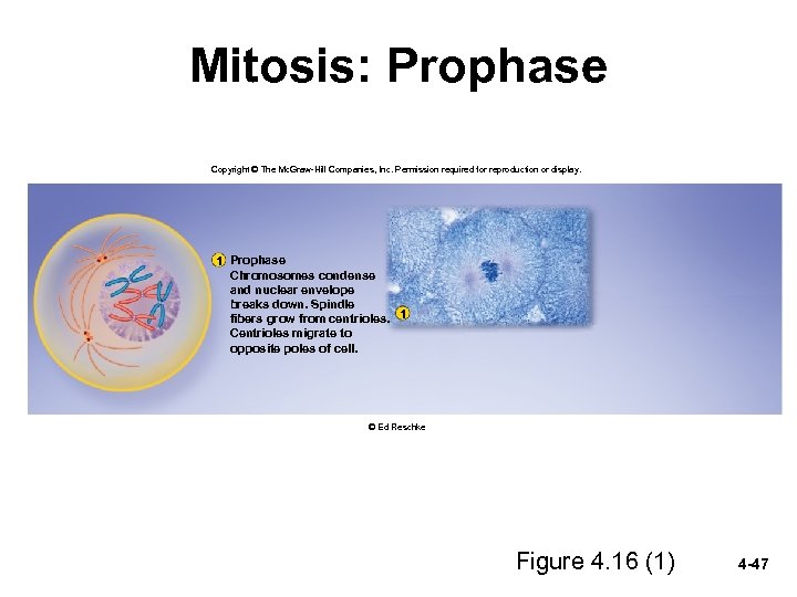 Mitosis: Prophase Copyright © The Mc. Graw-Hill Companies, Inc. Permission required for reproduction or