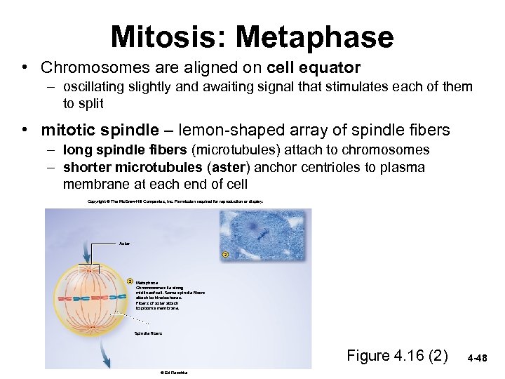 Mitosis: Metaphase • Chromosomes are aligned on cell equator – oscillating slightly and awaiting