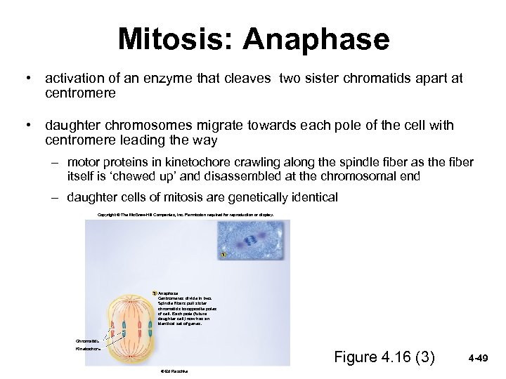 Mitosis: Anaphase • activation of an enzyme that cleaves two sister chromatids apart at