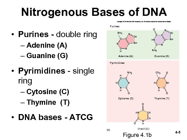 Nitrogenous Bases of DNA Copyright © The Mc. Graw-Hill Companies, Inc. Permission required for
