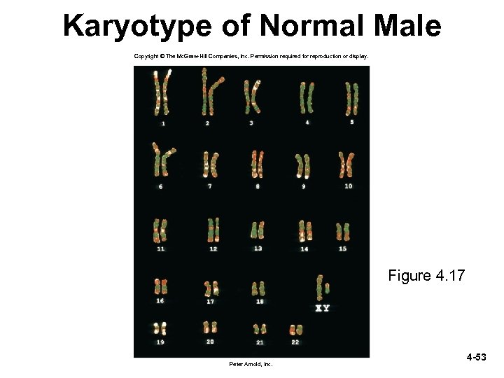 Karyotype of Normal Male Copyright © The Mc. Graw-Hill Companies, Inc. Permission required for