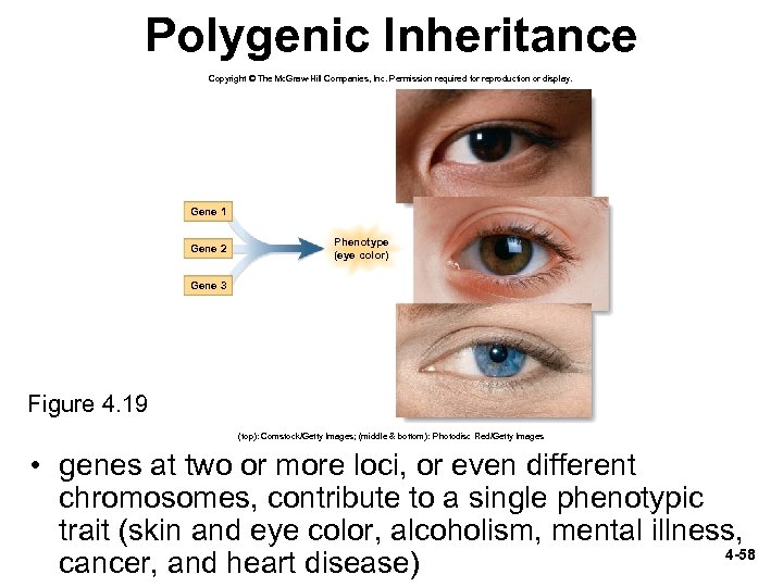 Polygenic Inheritance Copyright © The Mc. Graw-Hill Companies, Inc. Permission required for reproduction or