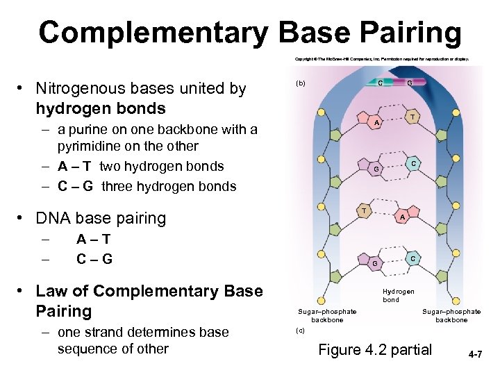 Complementary Base Pairing Copyright © The Mc. Graw-Hill Companies, Inc. Permission required for reproduction