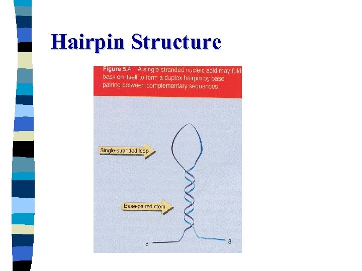 Hairpin Structure 