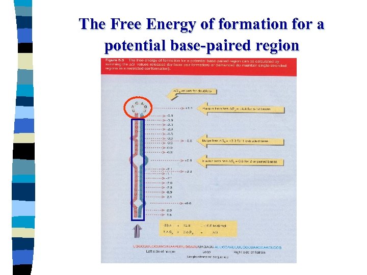 The Free Energy of formation for a potential base-paired region 