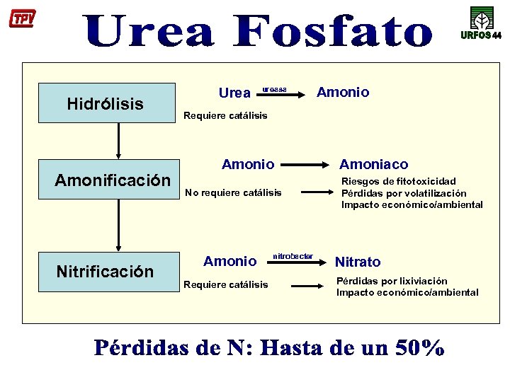 Hidrólisis Amonificación Nitrificación Urea ureasa Amonio Requiere catálisis Amonio No requiere catálisis Amonio Requiere