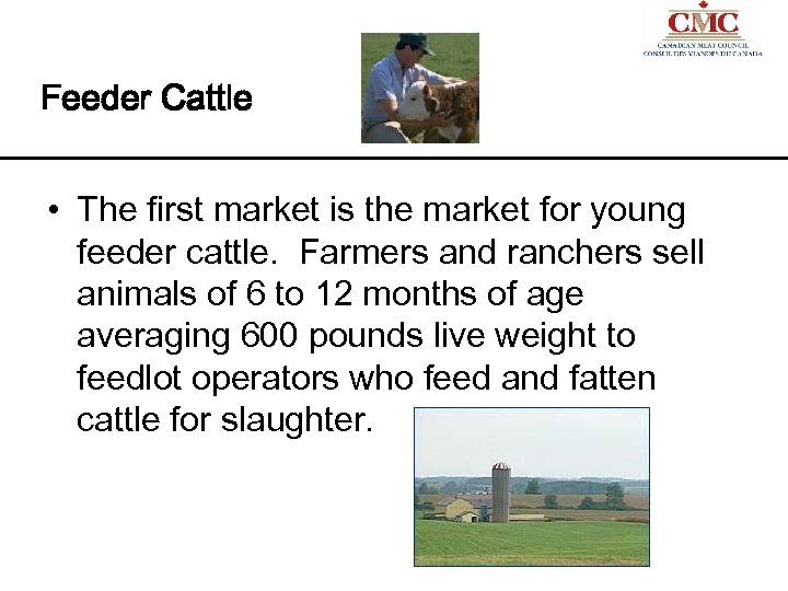 Feeder Cattle • The first market is the market for young feeder cattle. Farmers