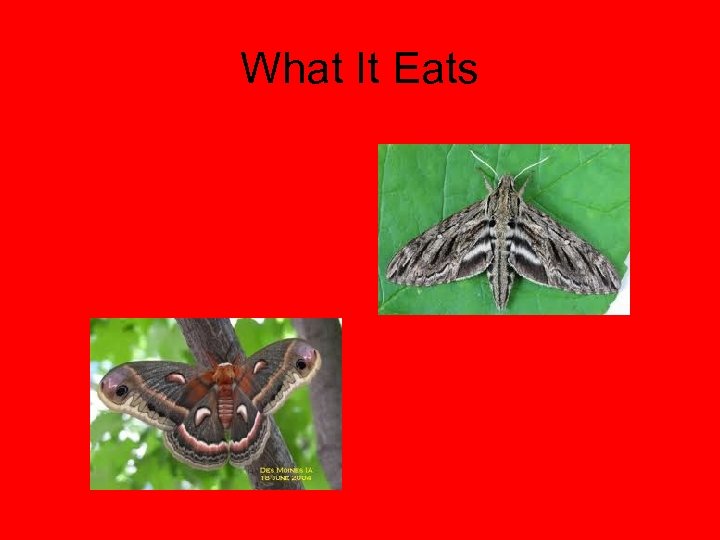 What It Eats 