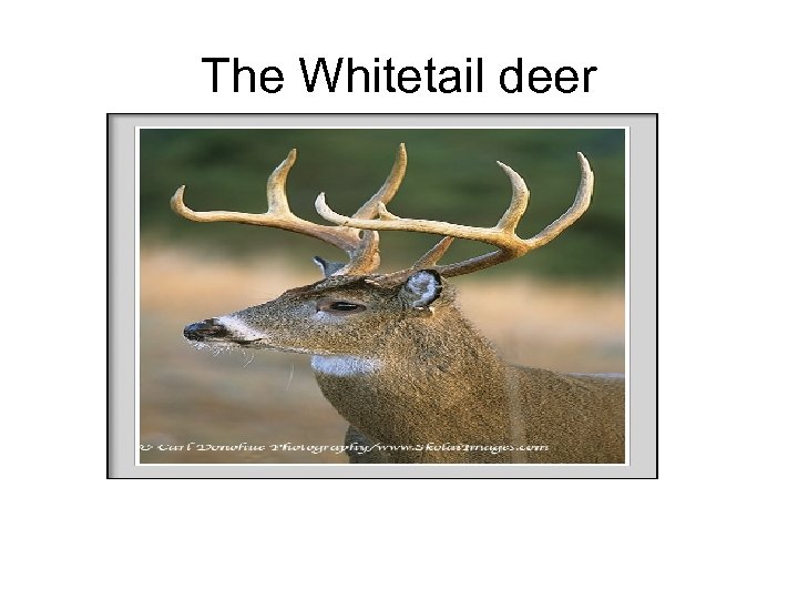 The Whitetail deer 