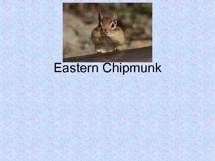 Eastern Chipmunk 