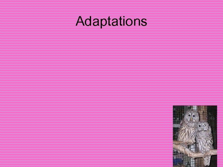 Adaptations 