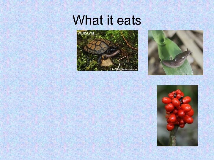 What it eats 