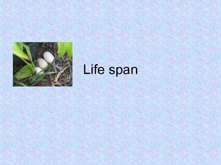 Life span 