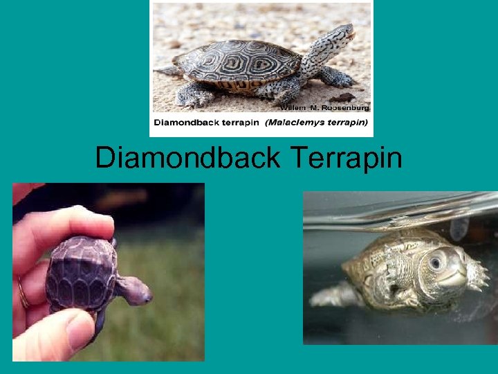 Diamondback Terrapin 