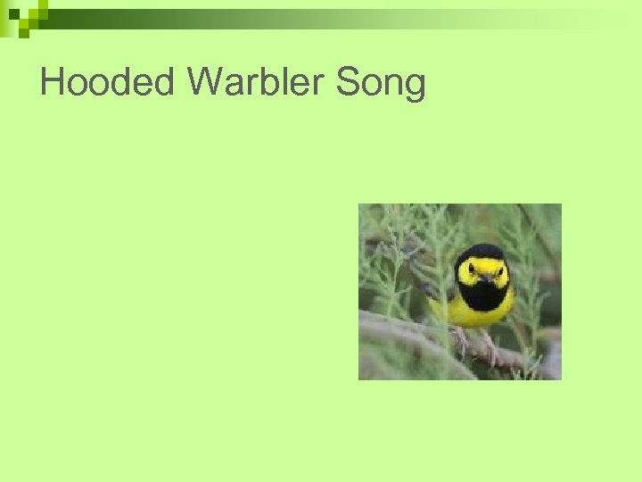 Hooded Warbler Song 